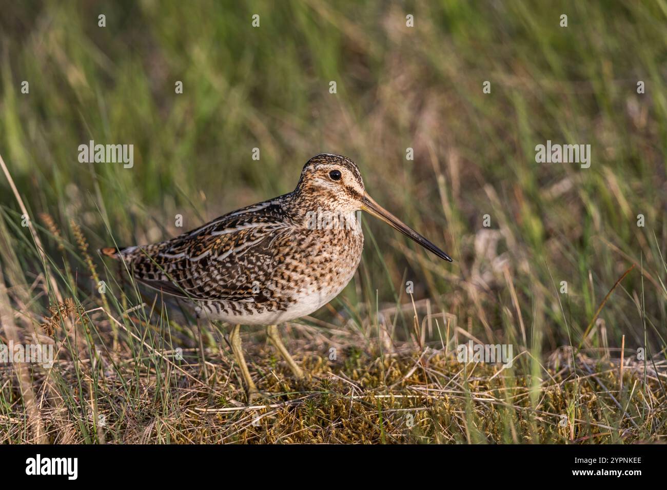 Snipe; Gallinago gallinago; Regno Unito Foto Stock