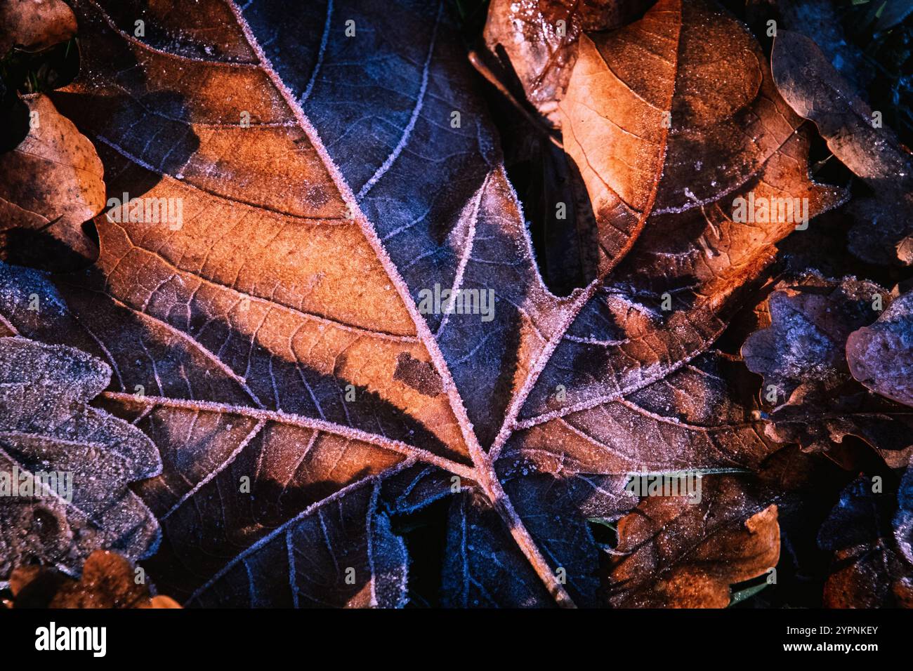 parte al gelo mattutino, sole Foto Stock