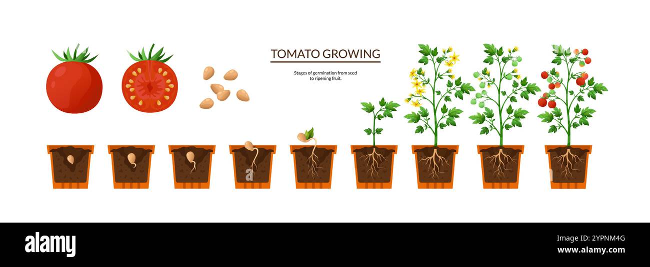 Pianta di pomodoro. Processo di crescita dei semi. Ramoscelli con radici e foglie. Fase di crescita. Germinazione e raccolta. Ciclo di vita delle piantine in vaso. Sequen dell'agricoltura Illustrazione Vettoriale