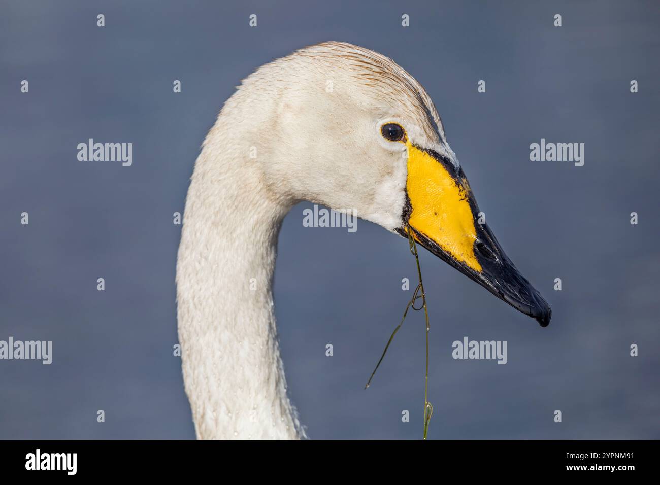 Whooper Swan; Cygnus cygnus; Regno Unito Foto Stock