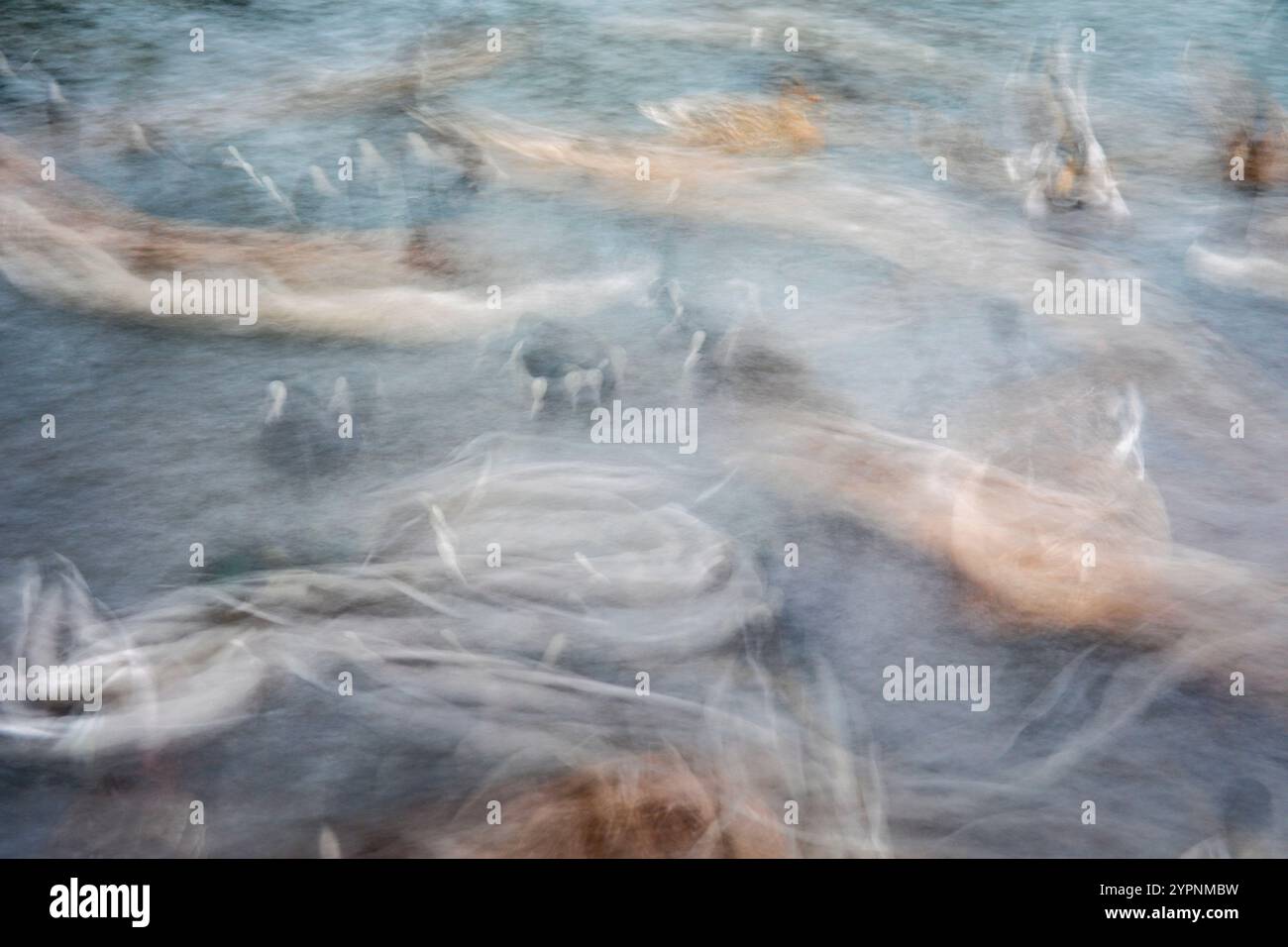 Wildfowl; Slow Motion; Cornovaglia; Regno Unito Foto Stock