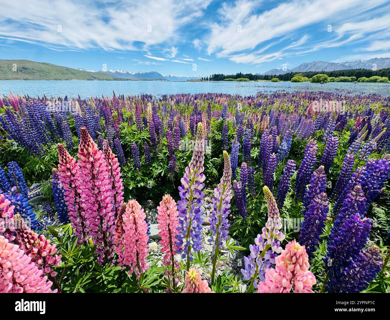 Lupini al lago Tekapo con il monte Cook in lontananza Foto Stock