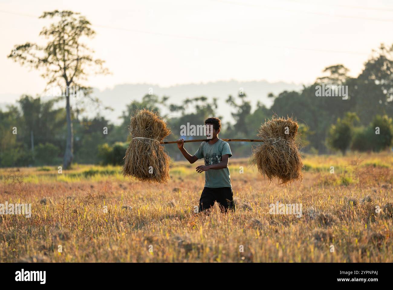 1° dicembre 2024: L’agricoltore trasporta risone raccolto, in un campo agricolo di riso, a Bokakhat, India, il 1o dicembre 2024. Il riso sali è la più importante coltura di riso dell'Assam, coltivata durante la stagione dei monsoni e raccolta in inverno. Il riso sali costituisce la spina dorsale dell'economia agricola di Assam. (Immagine di credito: © David Talukdar/ZUMA Press Wire) SOLO PER USO EDITORIALE! Non per USO commerciale! Foto Stock