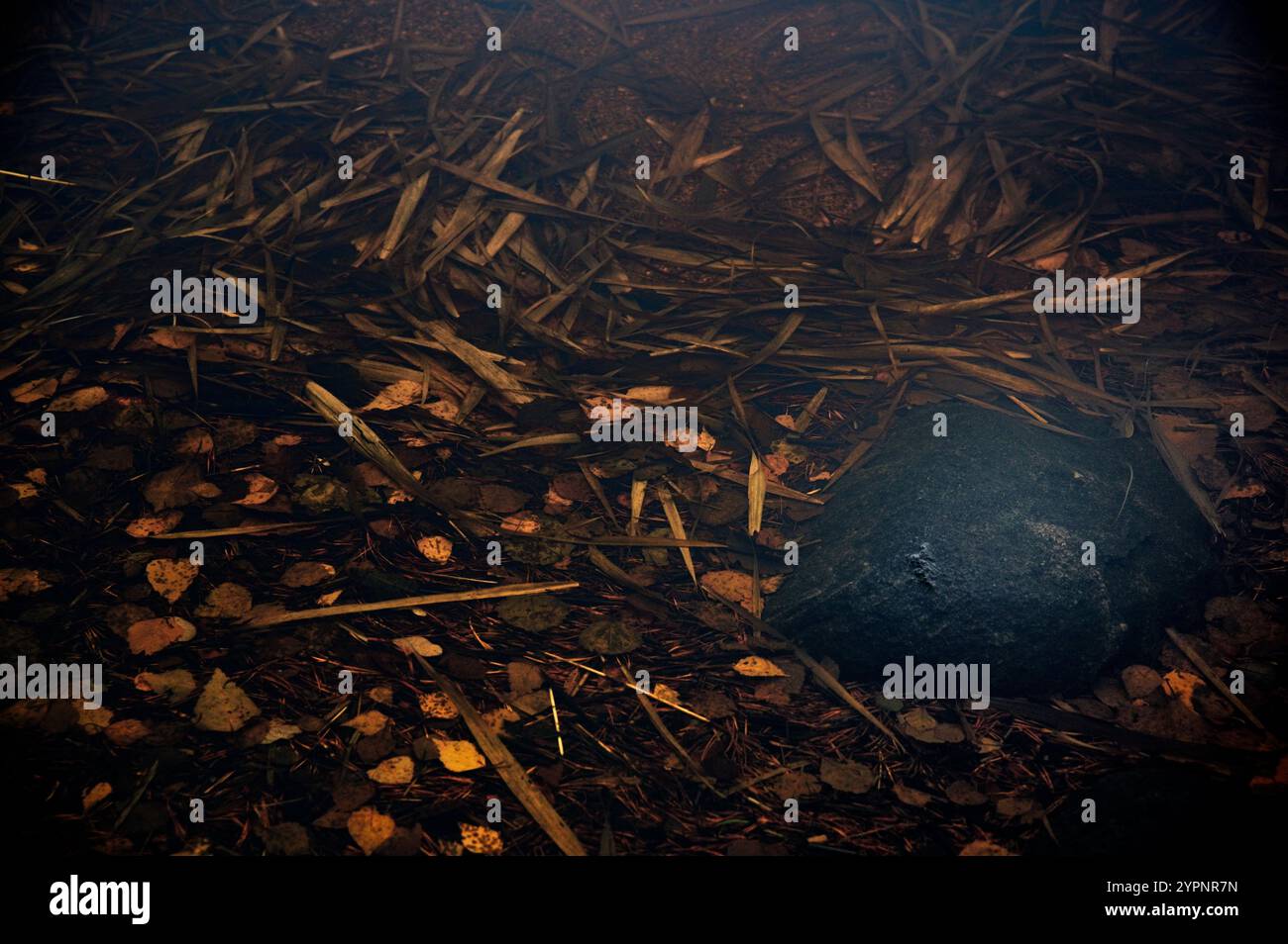 una vista subacquea di una scena naturale, caratterizzata da una grande pietra scura circondata da foglie sommerse, aghi di pino e piante acquatiche. I silenziati, terra Foto Stock