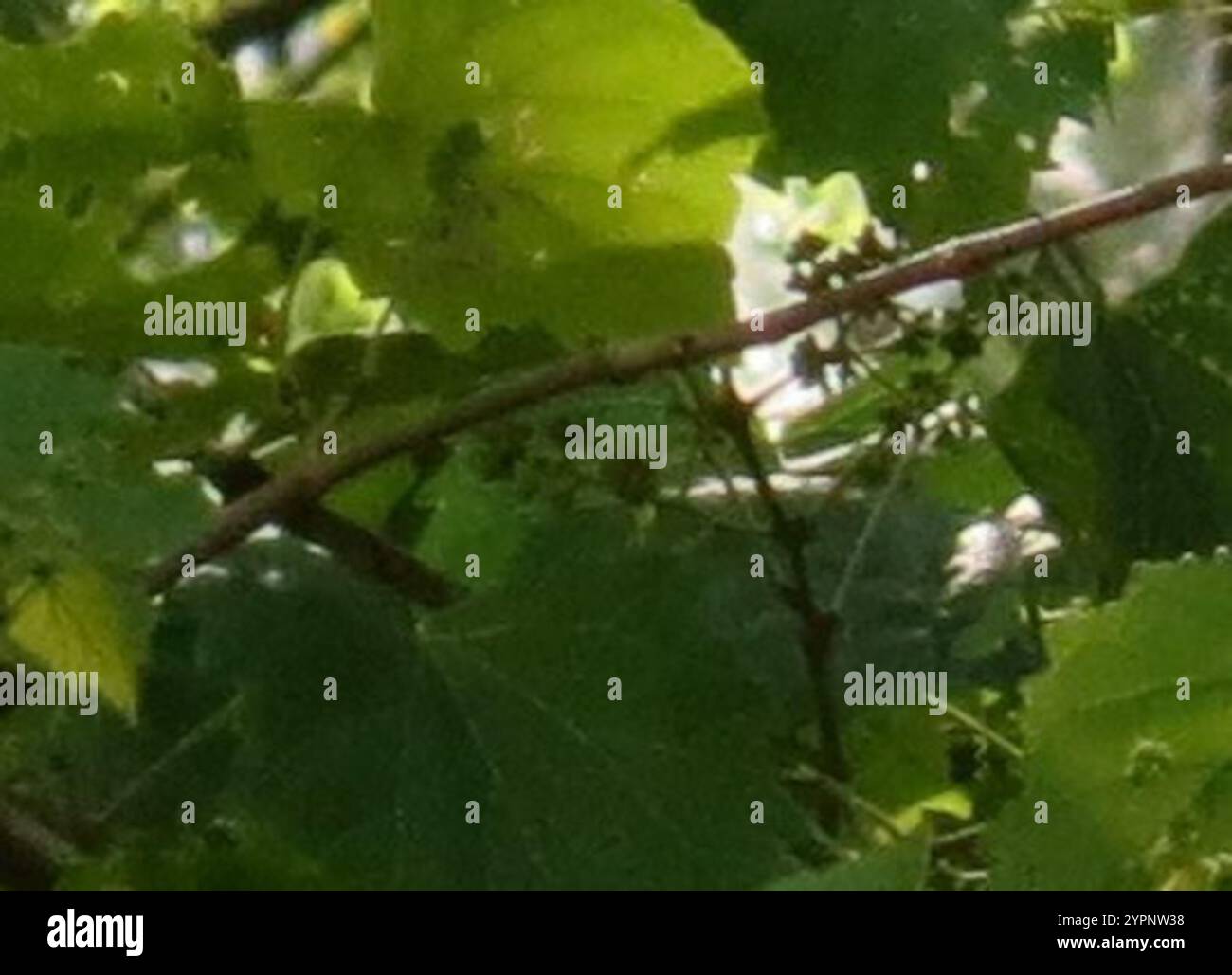 Muscadina (Vitis rotundifolia) Foto Stock