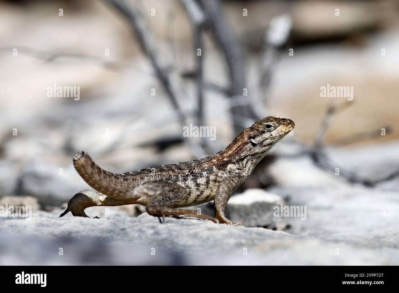 Northern curly-tailed Lizard (Leiocephalus carinatus) Foto Stock