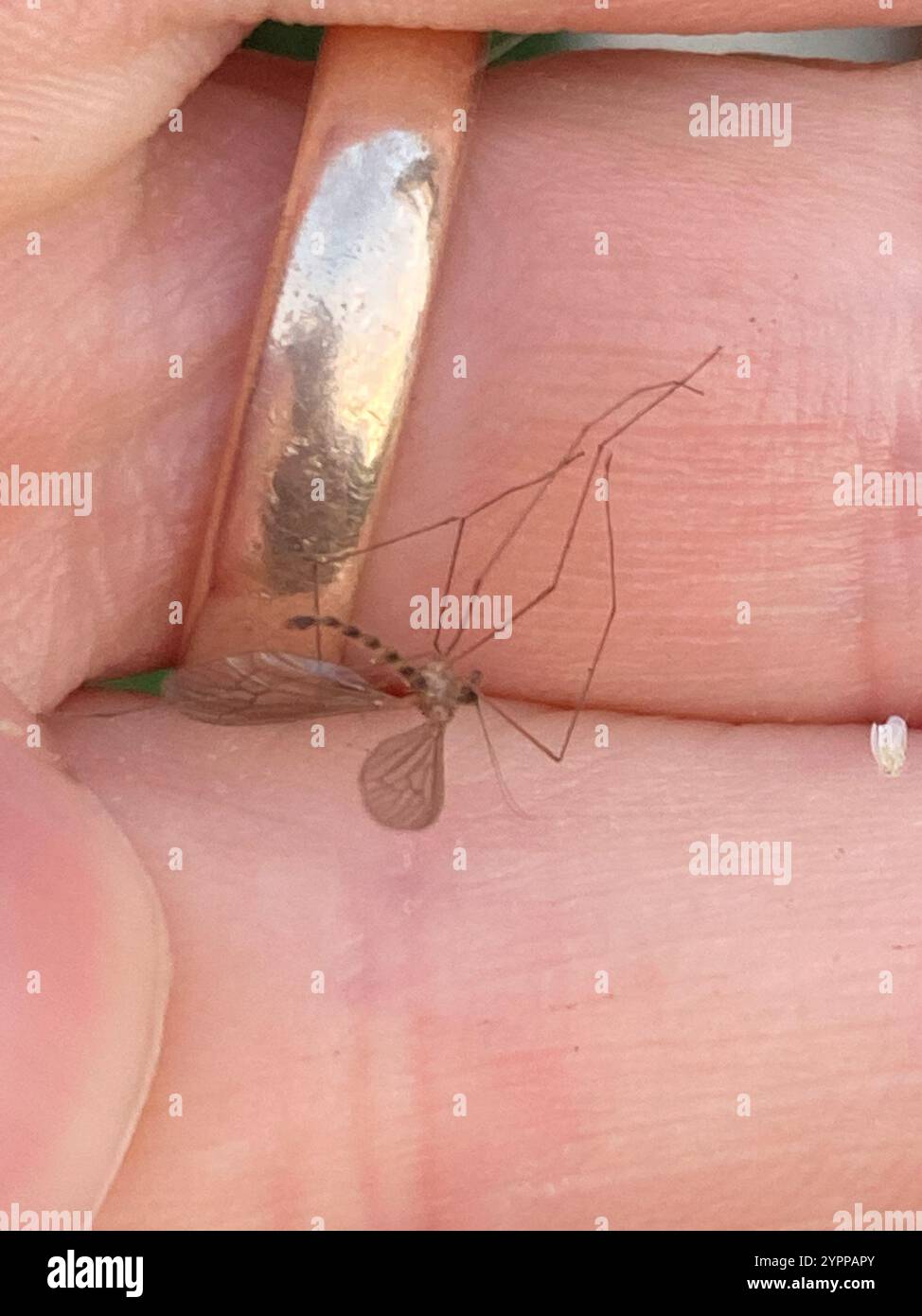 Gnat invernale (Trichocera annulata) Foto Stock