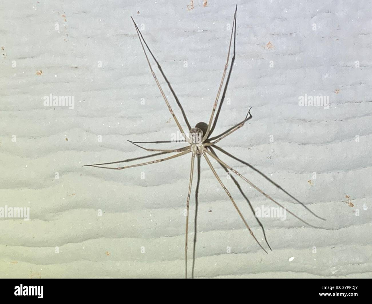 Ragno da cantina a corpo lungo (Pholcus phalangioides) Foto Stock