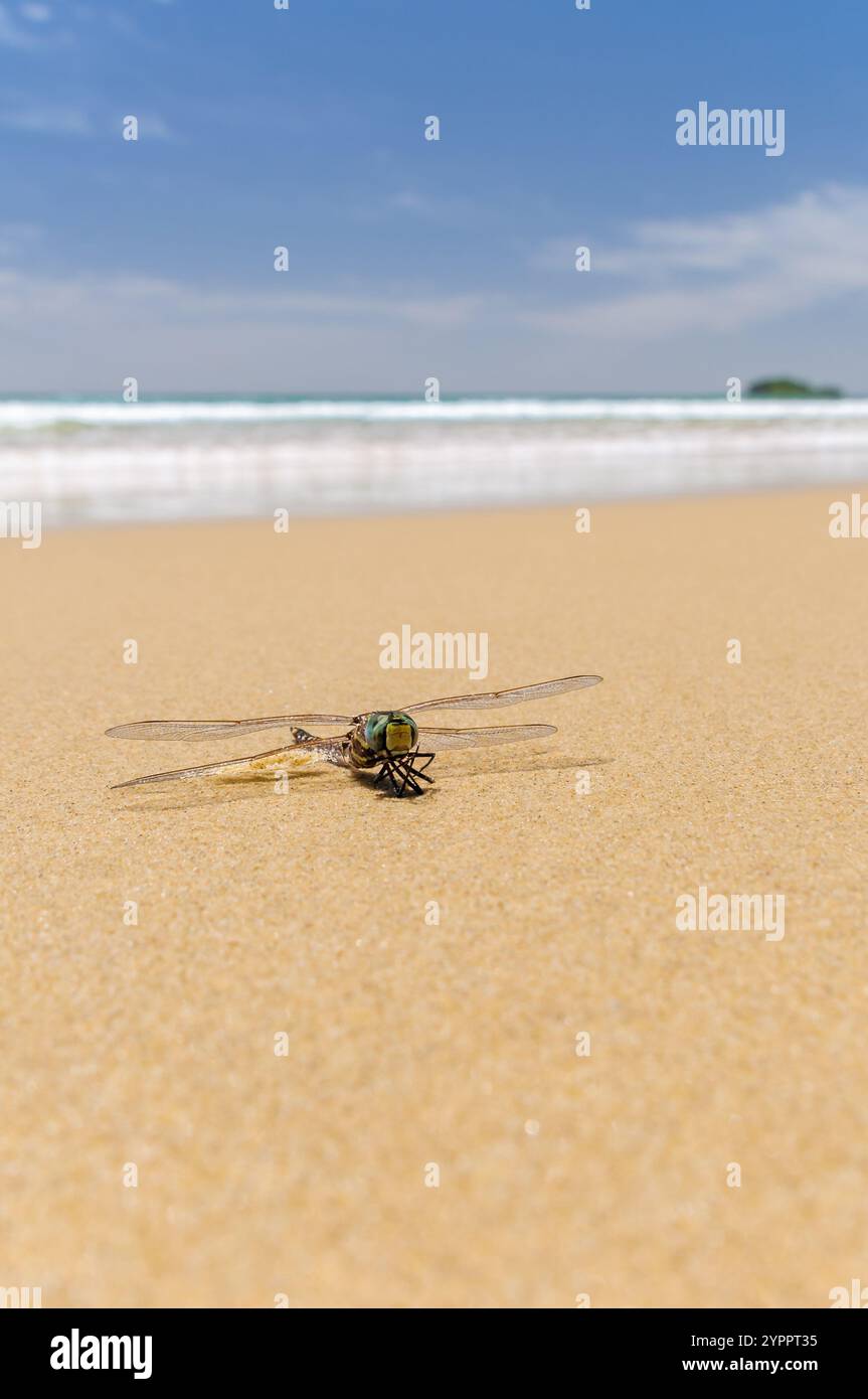 La spiaggia di Mudjimba sulla Sunshine Coast nel Queensland è l'ultimo luogo di riposo di questa libellula australiana della tigre o Ictinogomphus australis. Foto Stock