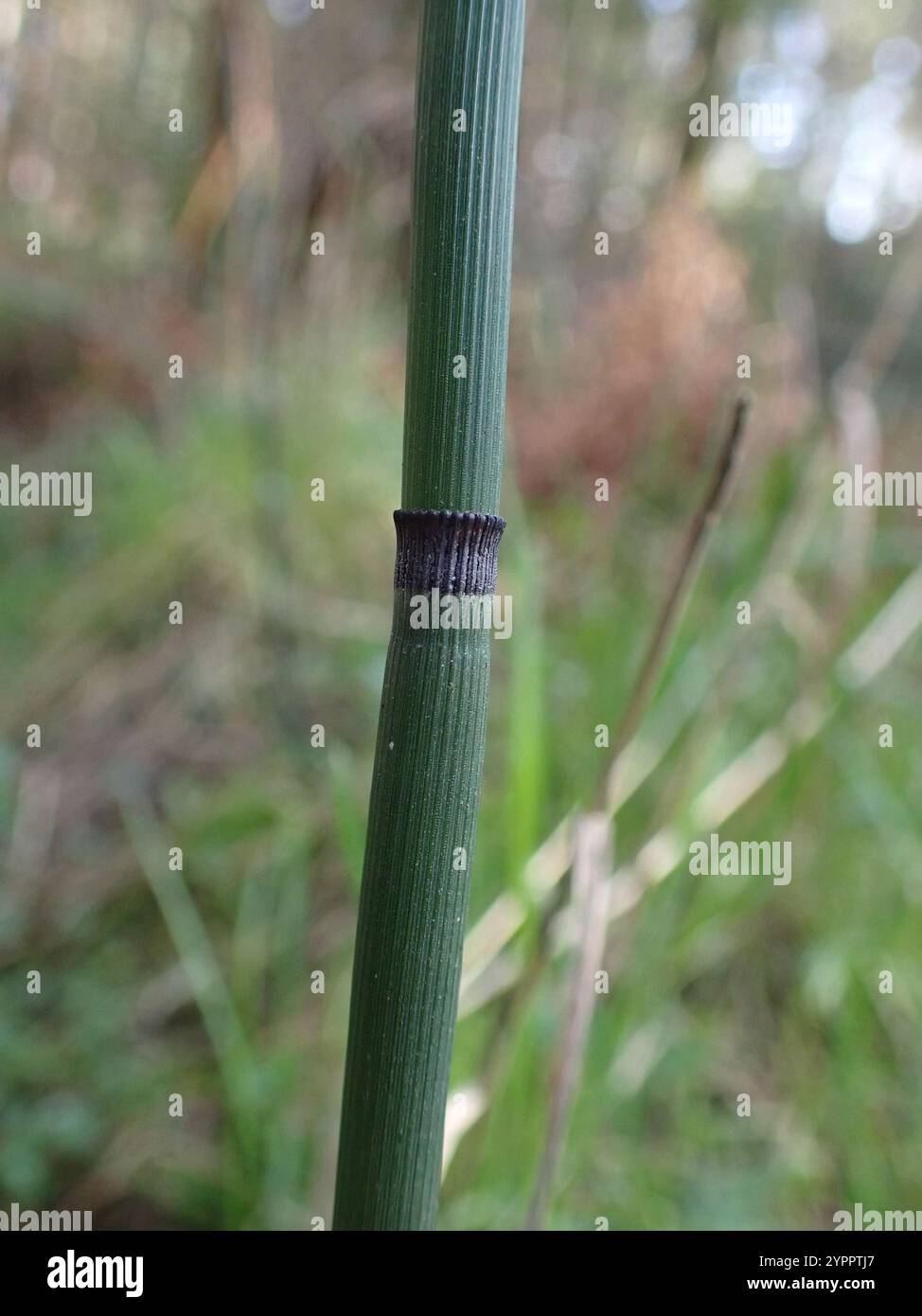 Scouringrush occidentale (Equisetum iemale affine) Foto Stock