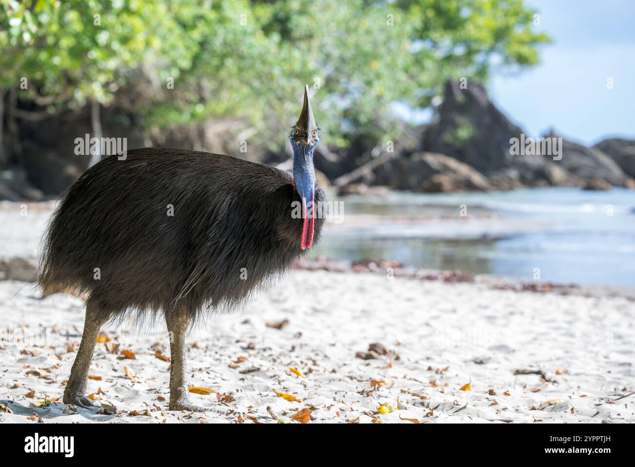 Una grande femmina si trasferisce, opportunisticamente, su una spiaggia nell'estremo nord tropicale del Queensland, in cerca di frutti caduti, maturi. Foto Stock