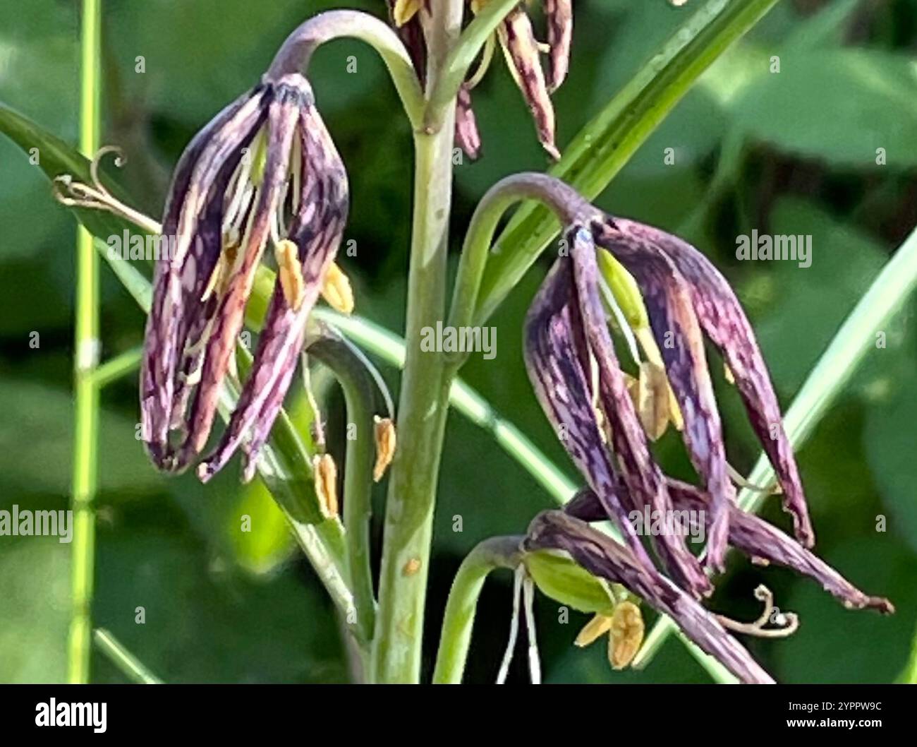 Giglio da dama (Fritillaria affinis) Foto Stock