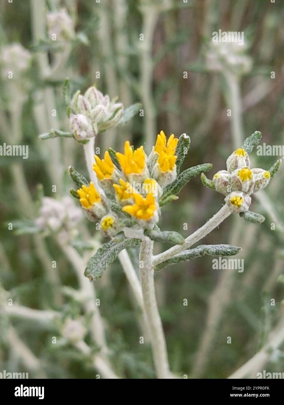 Yarrow d'oro (Eriophyllum confertiflorum) Foto Stock