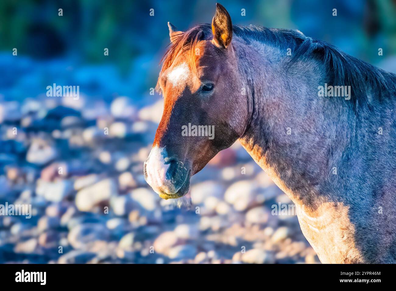 L'aspetto di Un leader Foto Stock