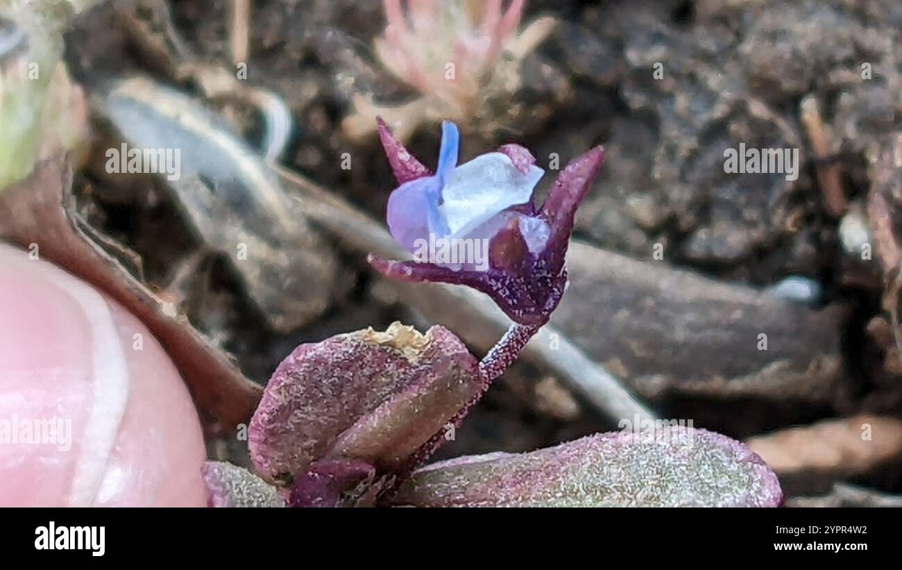 maria dagli occhi azzurri (Collinsia parviflora) Foto Stock