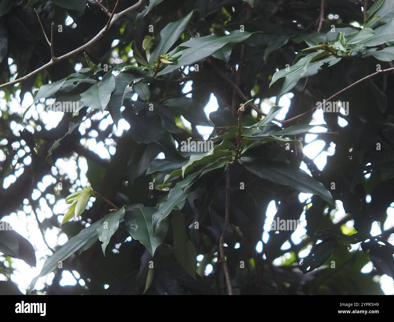 Frutta al burro (Diospyros blancoi) Foto Stock