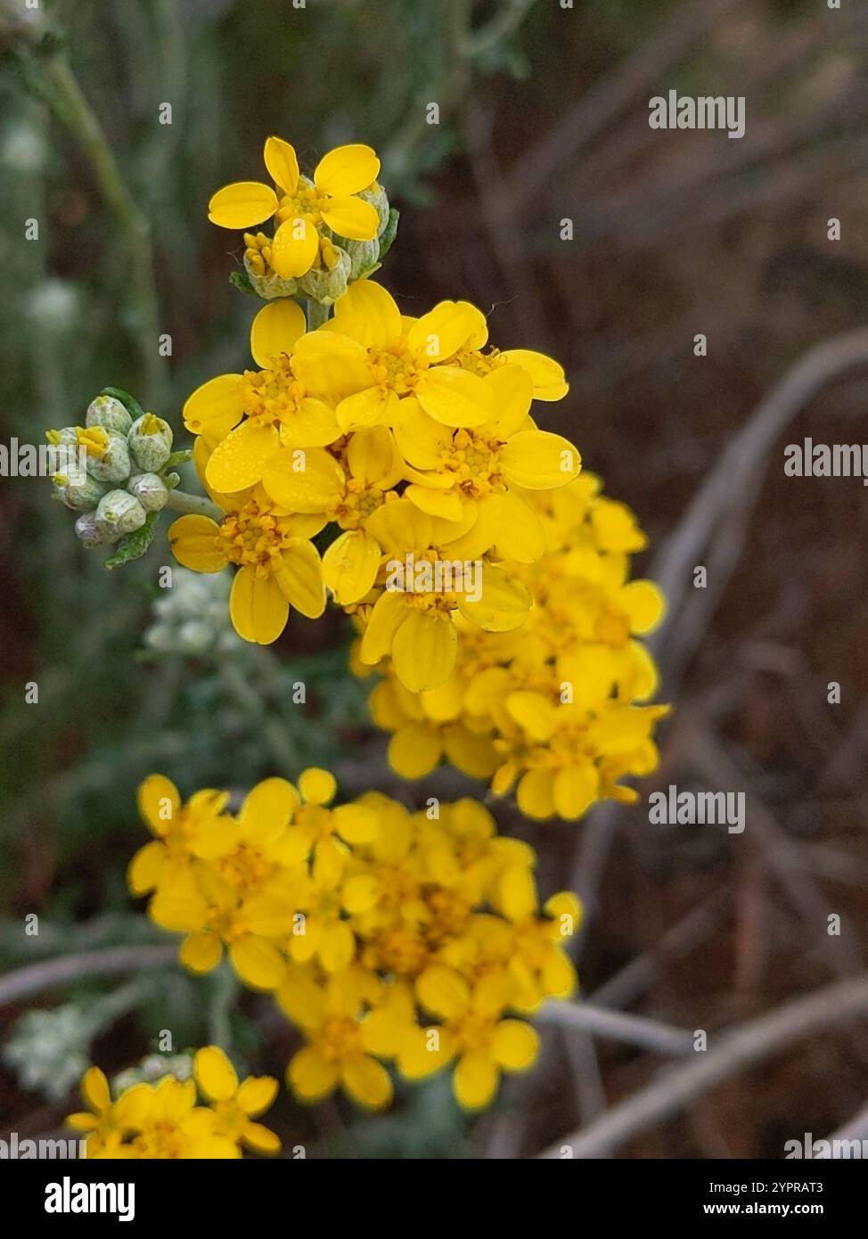 Yarrow d'oro (Eriophyllum confertiflorum) Foto Stock