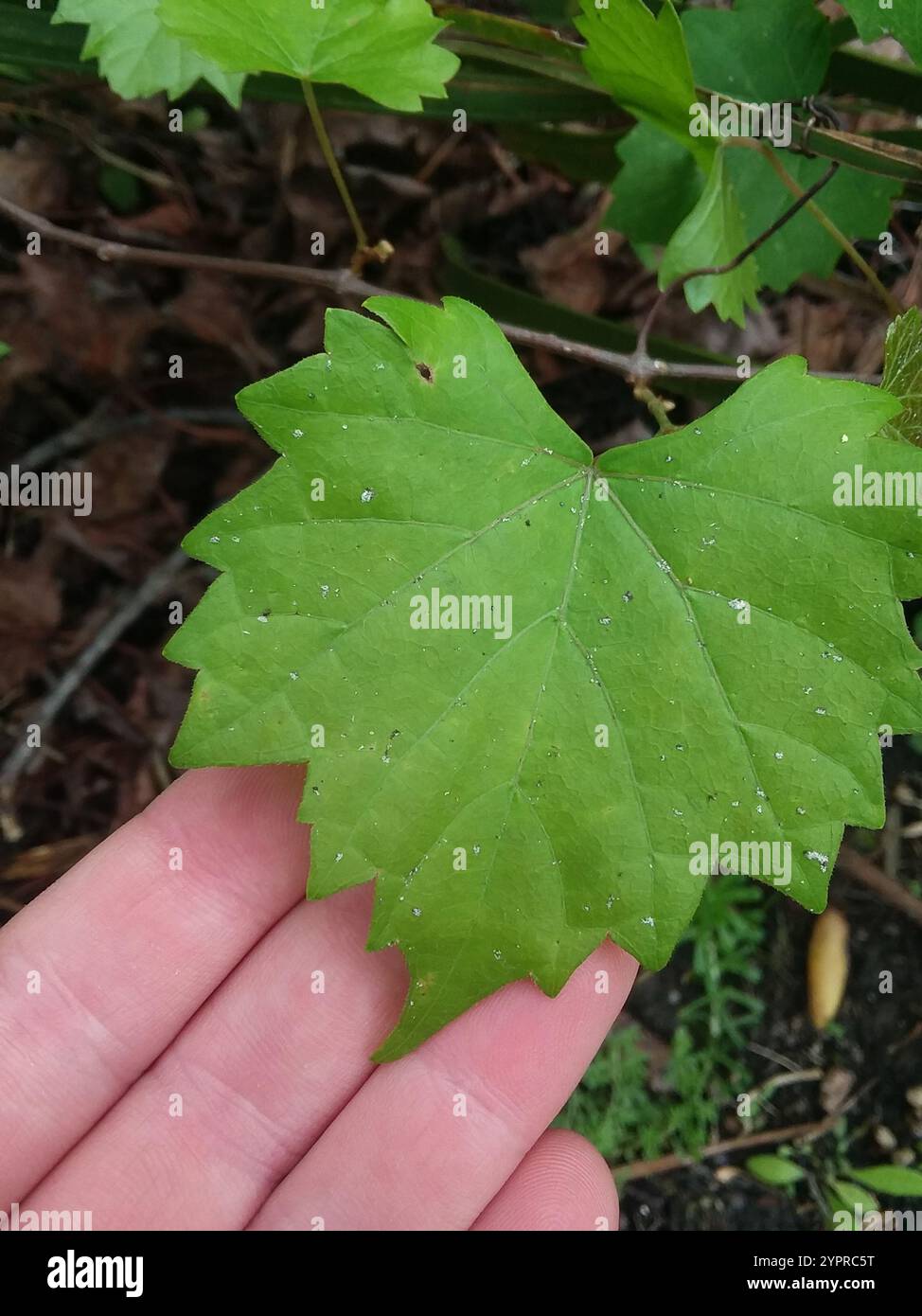 Muscadina (Vitis rotundifolia) Foto Stock