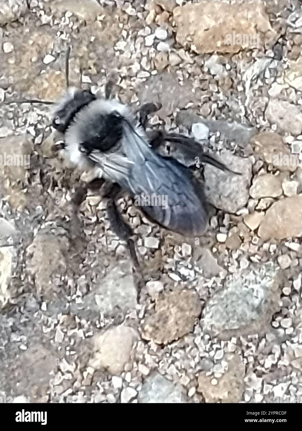 Ashy Mining Bee (Andrena cineraria) Foto Stock