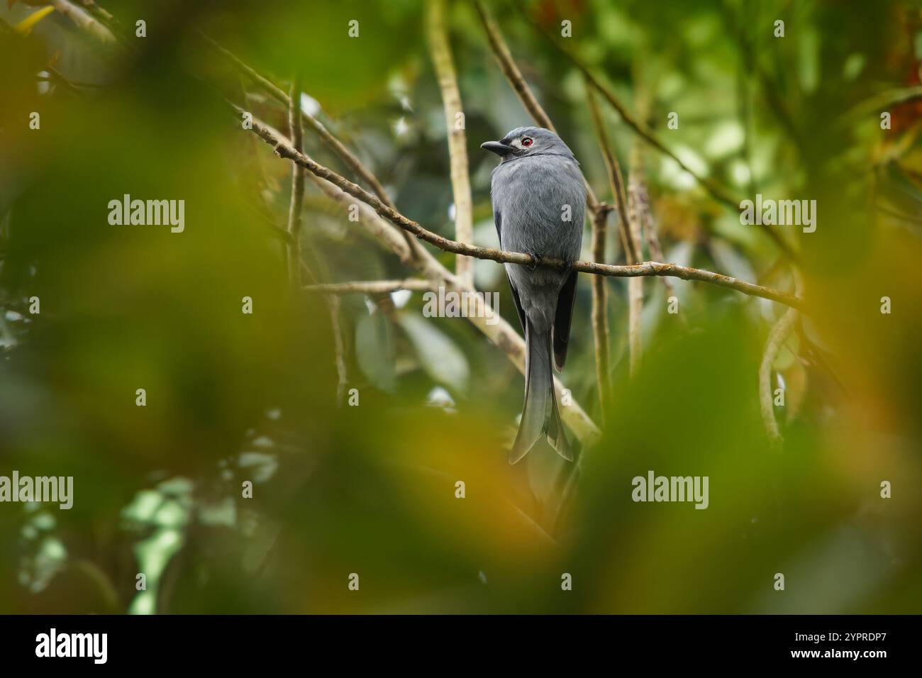 Ashy drongo Dicrurus leucophaeus uccello grigio in Dicruridae trovato in Asia, ombra di grigio, macchie bianche intorno all'occhio. Sottospecie borneana stigmatops hun Foto Stock
