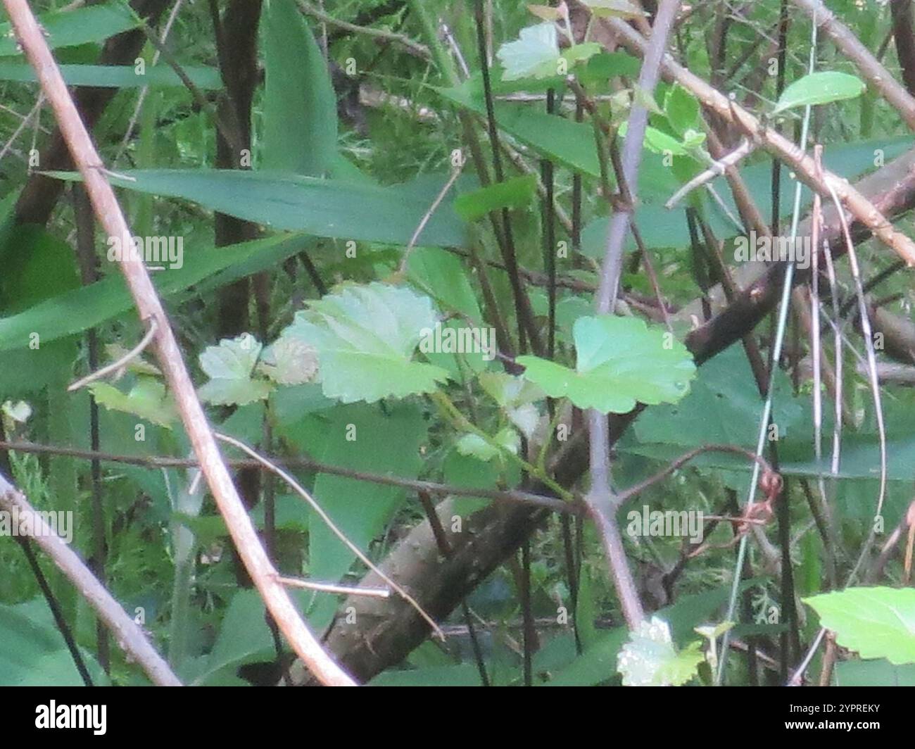 Muscadina (Vitis rotundifolia) Foto Stock
