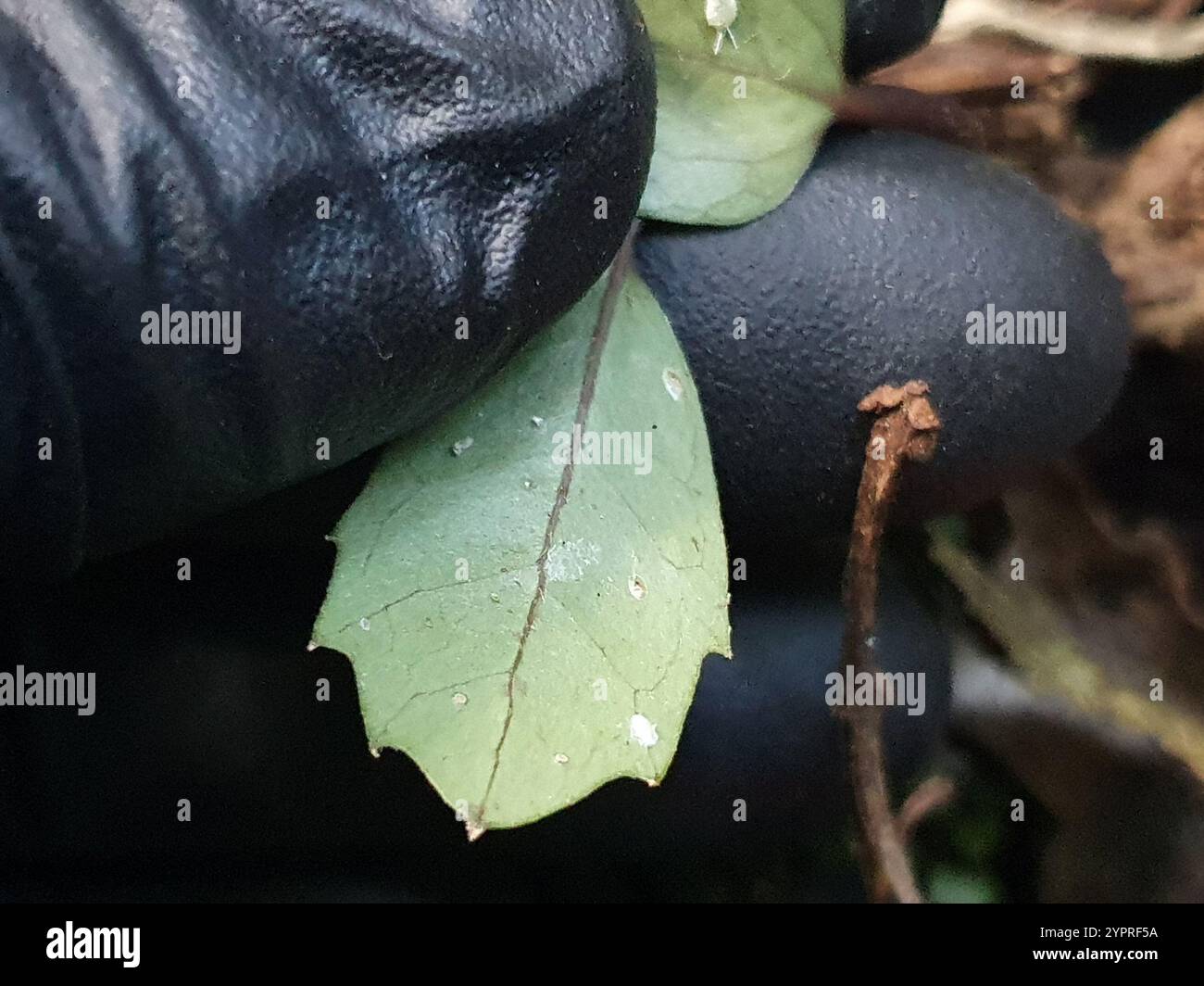 Pigeonwood (Hedycarya arborea) Foto Stock