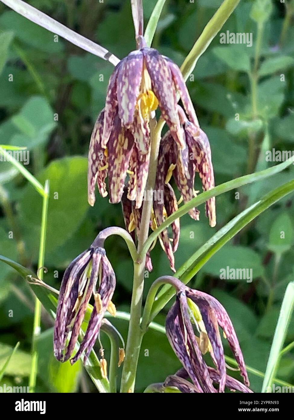 Giglio da dama (Fritillaria affinis) Foto Stock