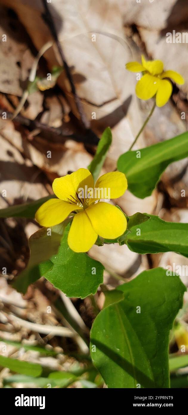 Viola lievitata alabarda (Viola hastata) Foto Stock