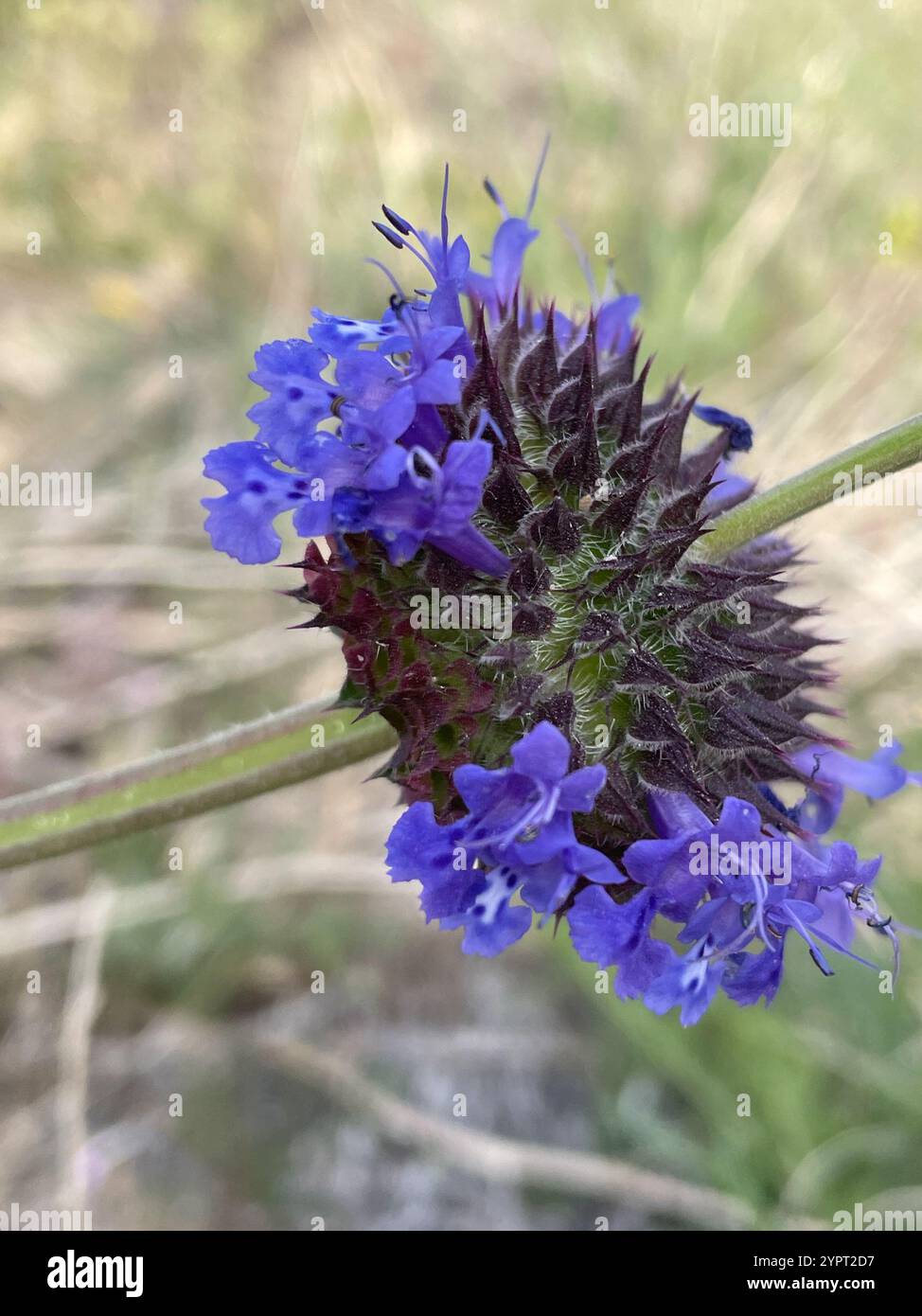 Chia (Salvia columbariae) Foto Stock