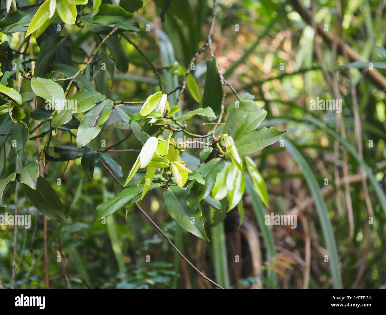 Frutta al burro (Diospyros blancoi) Foto Stock
