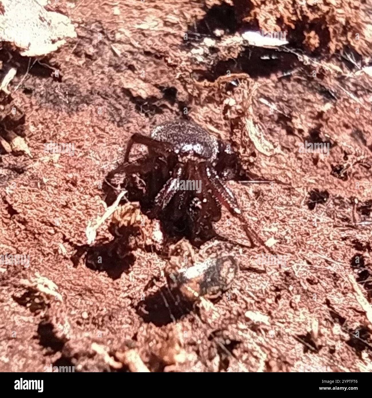 Ragno di coniglio Hutch (Steatoda bipunctata) Foto Stock