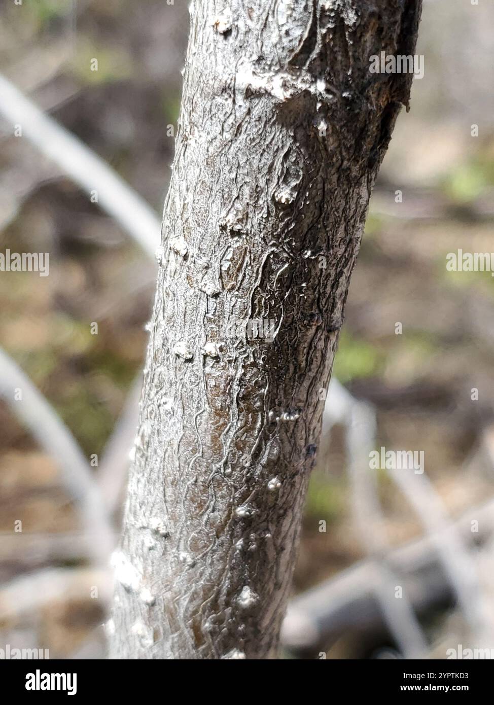 Ciliegia (Prunus virginiana) Foto Stock
