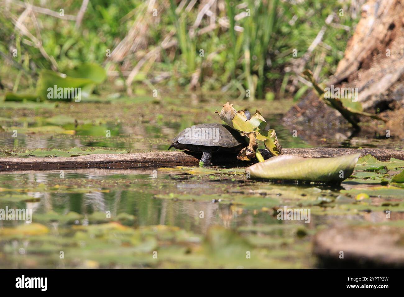 Tartaruga del laghetto occidentale (Actinemys marmorata) Foto Stock