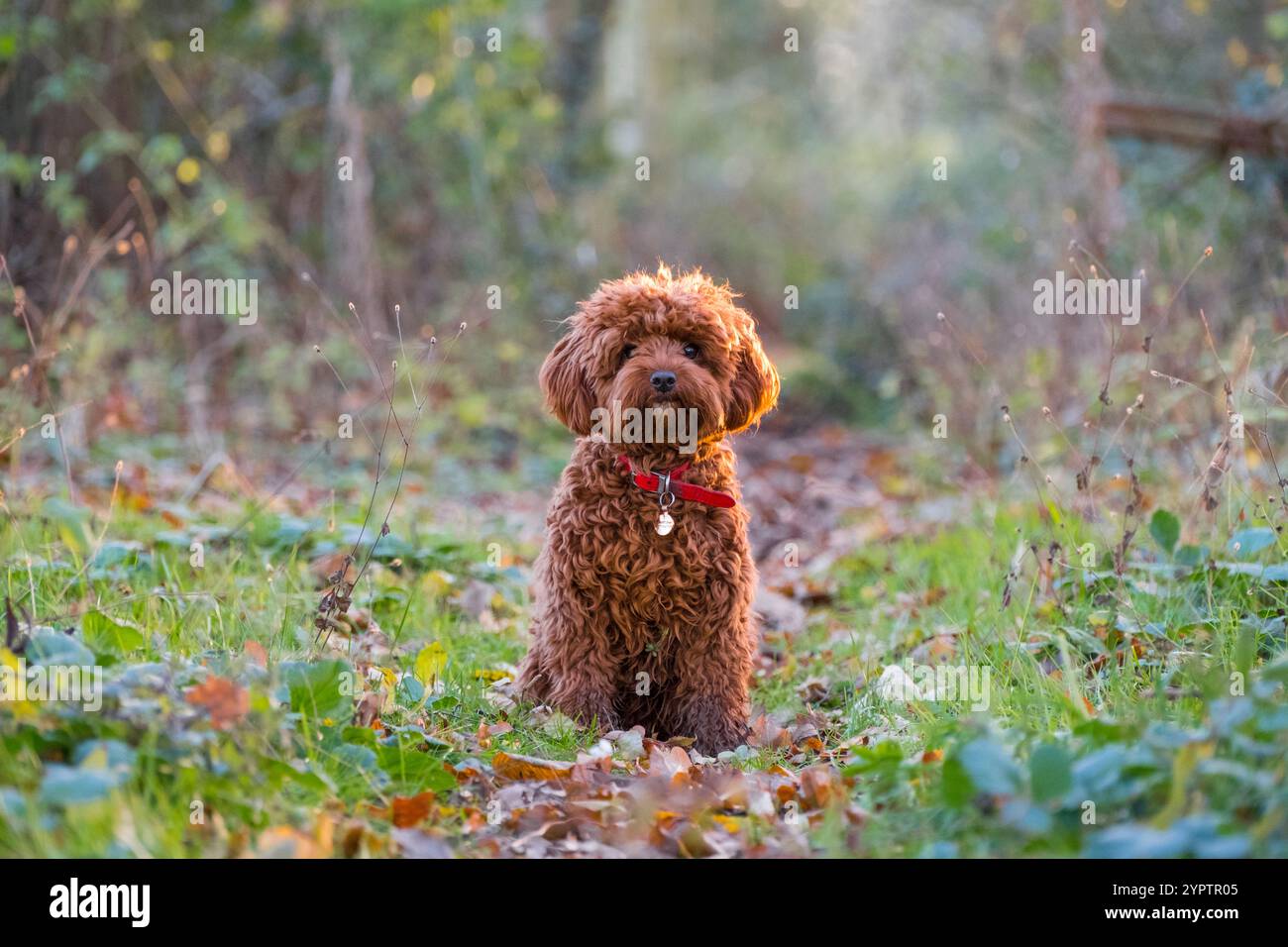 Cucciolo di Cavapoo, di 9 mesi, seduto in una passeggiata autunnale nel bosco, Suffolk, Regno Unito. Con collare per cani ed etichetta. Foto Stock