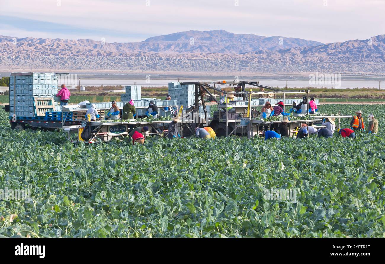 Lavoratori che raccolgono e confezionano broccoli vegetali, "Brassica oleracea italica", Thermal, Riverside County, California. Foto Stock