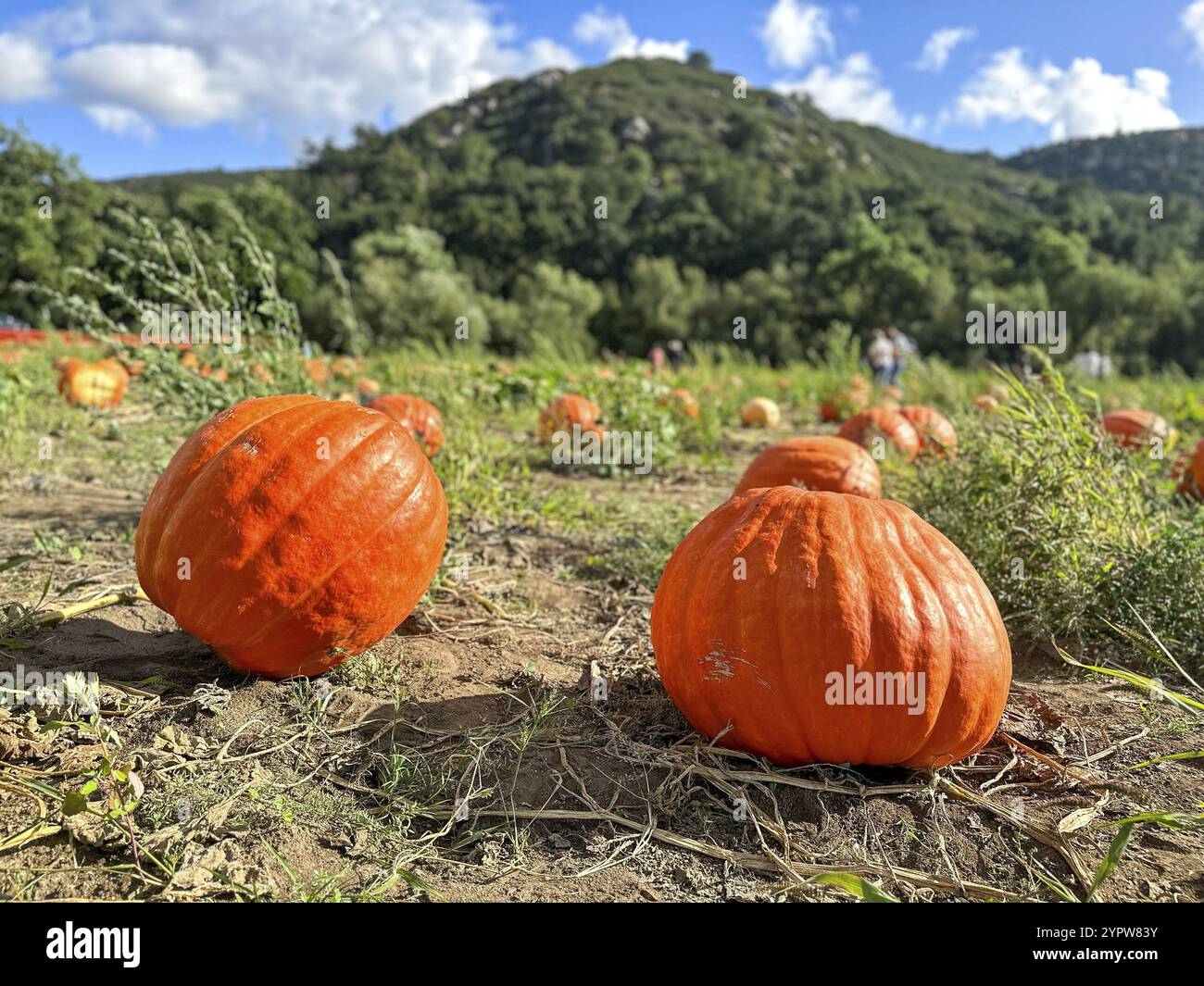 Campo di zucca, zucche arancioni fresche in campagna, zucche che crescono nel campo Foto Stock