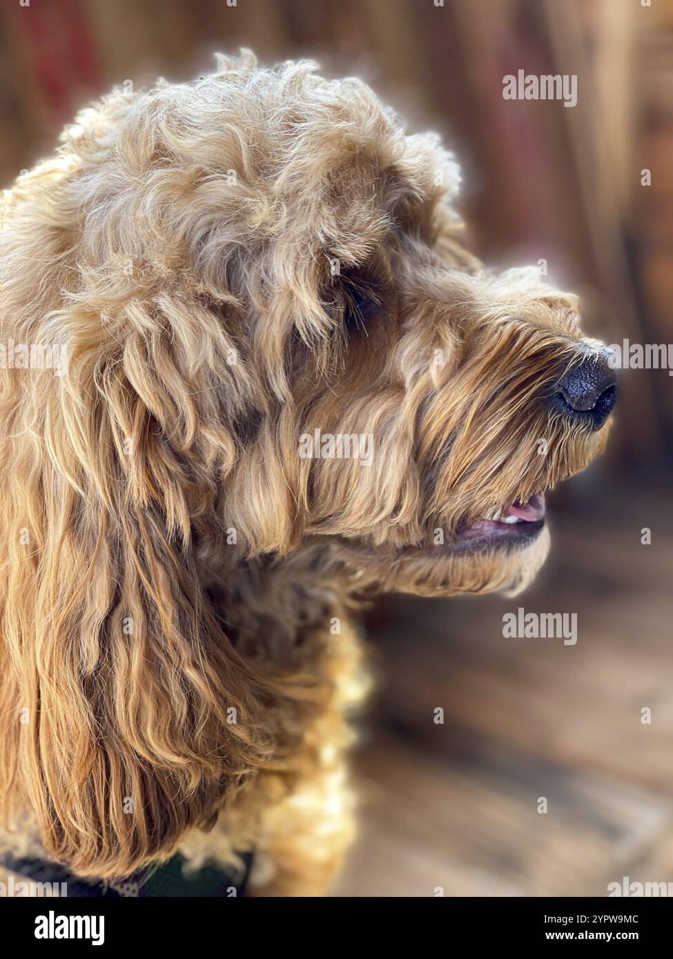 Cane Cavapoo all'aperto in giardino, razza mista di Cavalier Re Carlo Spaniel e Poodle Foto Stock