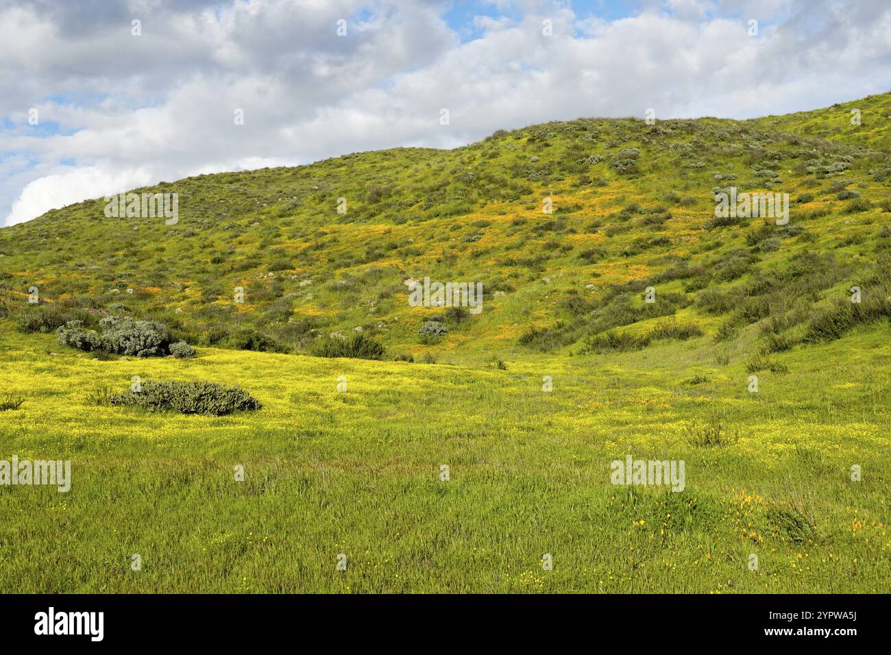 California Golden Poppy e Goldfields fioriscono in Walker Canyon, Lake Elsinore, California. STATI UNITI. Fiori di papavero arancio luminoso durante il super b deserto californiano Foto Stock