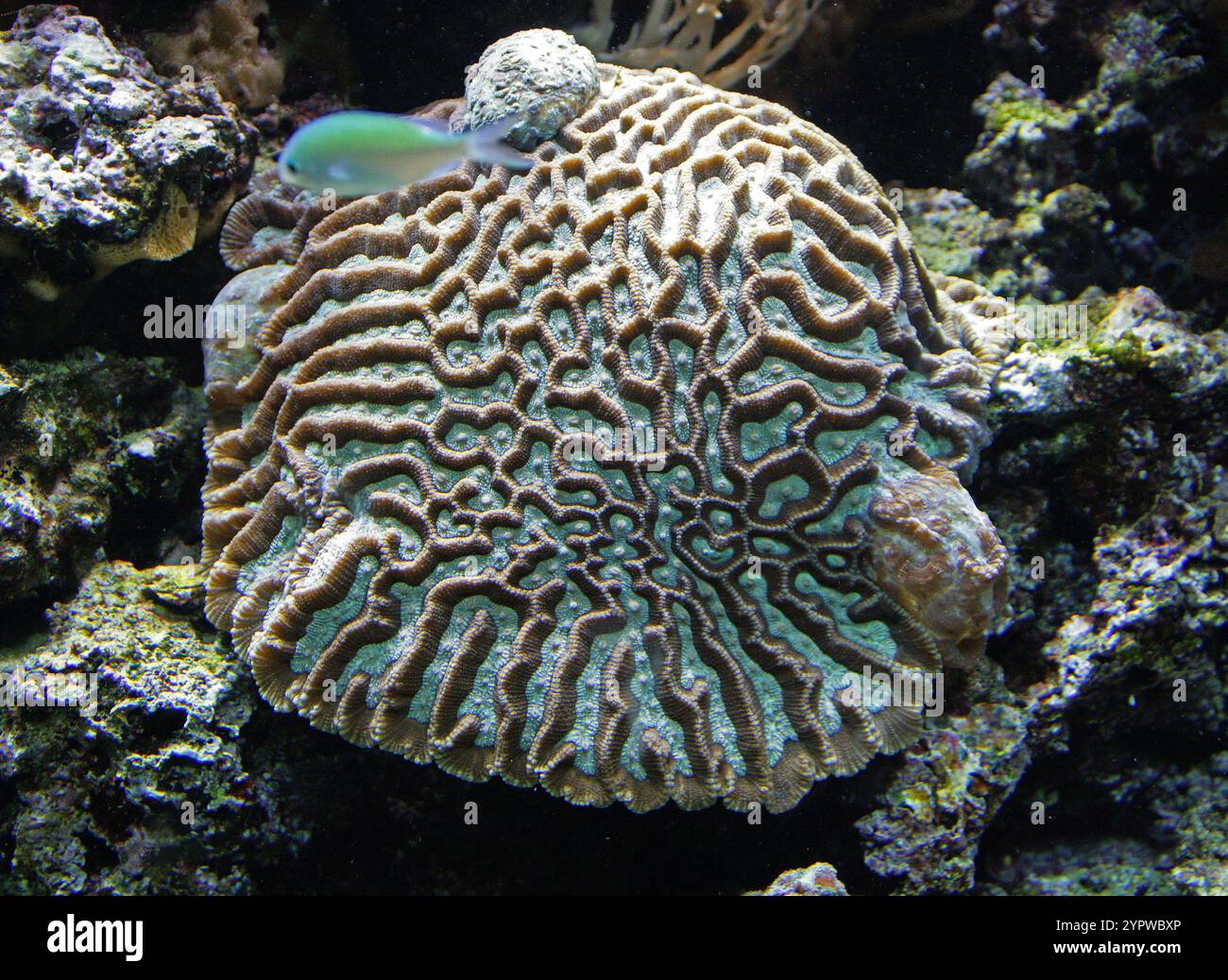 Corallo cerebrale, Oulophyllia sp., Faviidae, Faviina, Scleractinia, Anthozoa, Cnidaria. Indo-Pacifico. Foto Stock