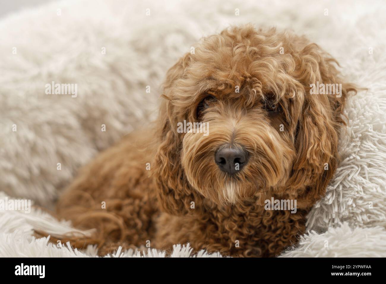Cane Cavapoo nel suo letto, razza mista di Cavalier Re Carlo Spaniel e Poodle Foto Stock