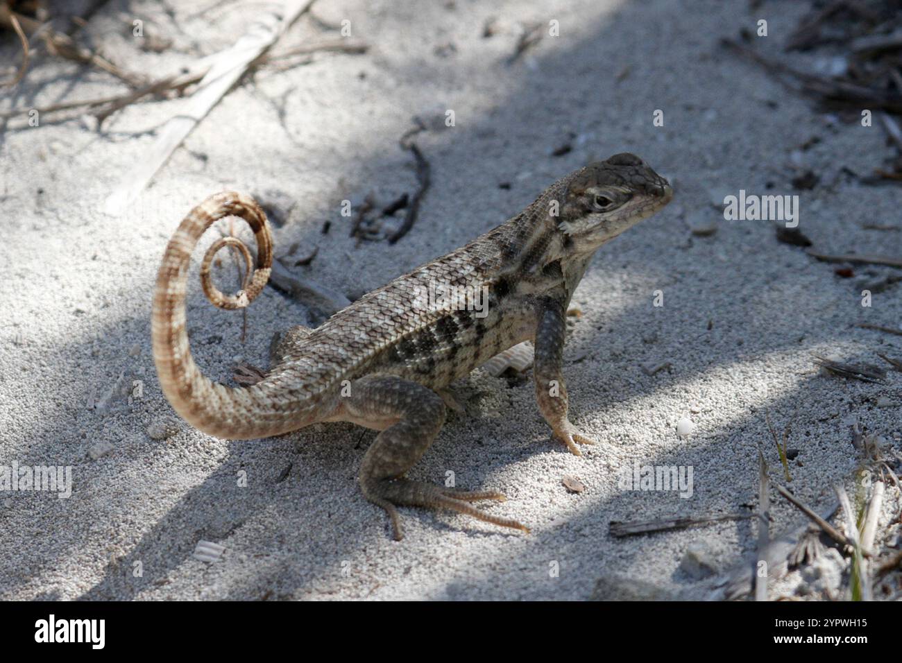 Northern curly-tailed Lizard (Leiocephalus carinatus) Foto Stock