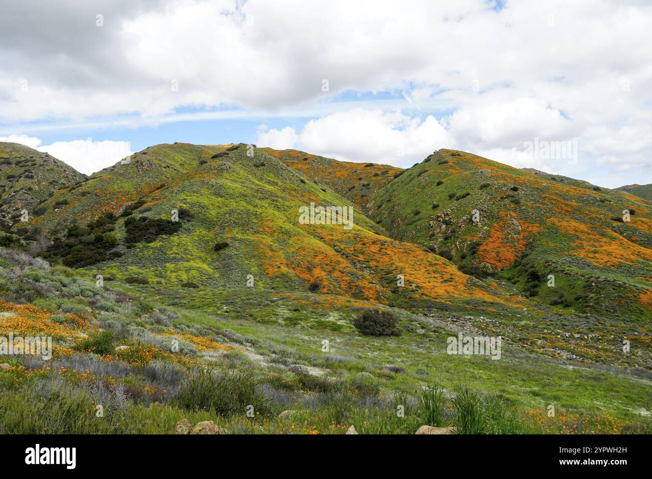 California Golden Poppy e Goldfields fioriscono in Walker Canyon, Lake Elsinore, California. STATI UNITI. Fiori di papavero arancio luminoso durante il super b deserto californiano Foto Stock