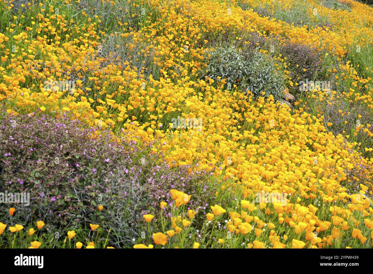 California Golden Poppy e Goldfields fioriscono in Walker Canyon, Lake Elsinore, California. STATI UNITI. Fiori di papavero arancio luminoso durante il super b deserto californiano Foto Stock
