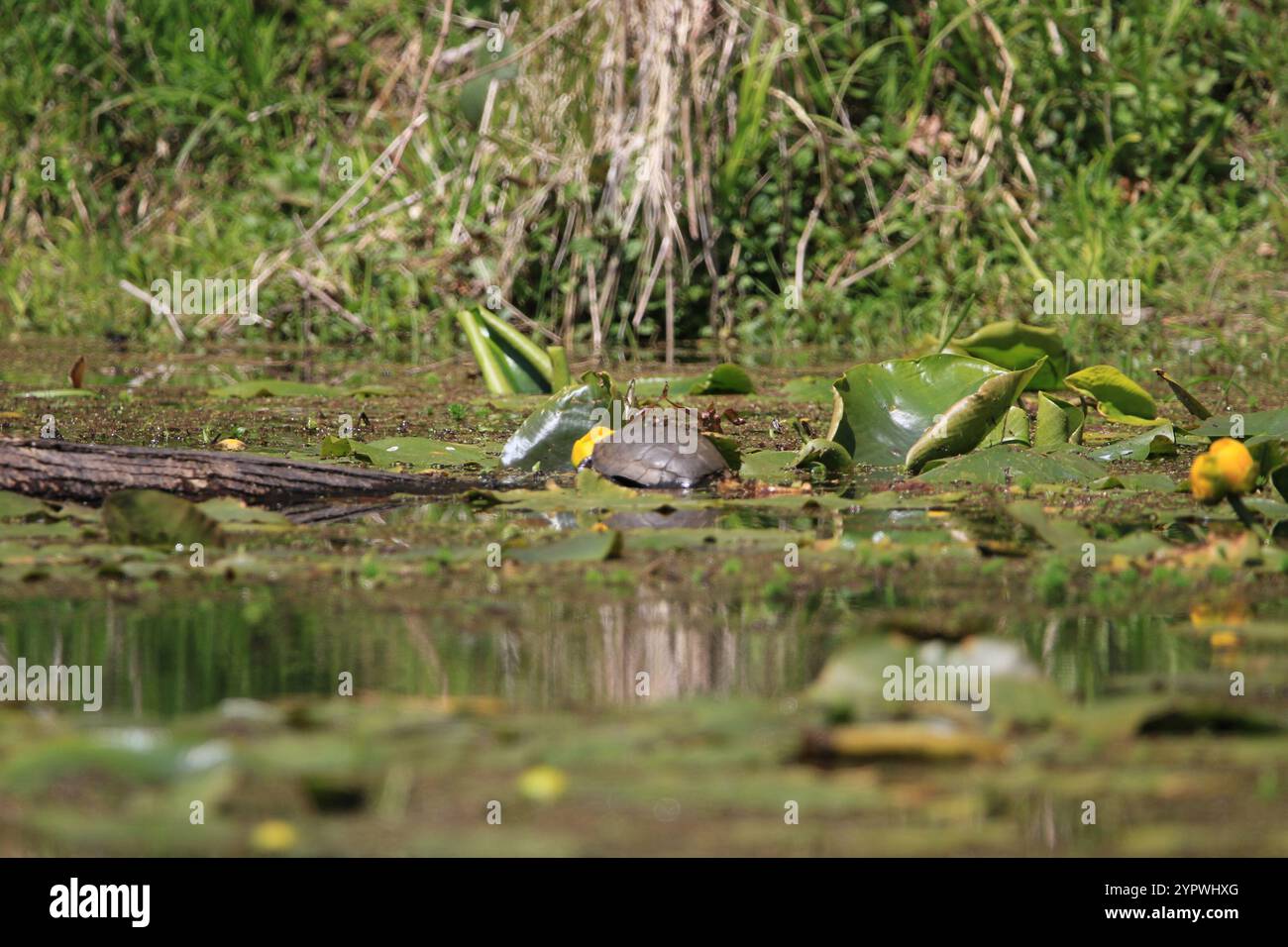 Tartaruga del laghetto occidentale (Actinemys marmorata) Foto Stock