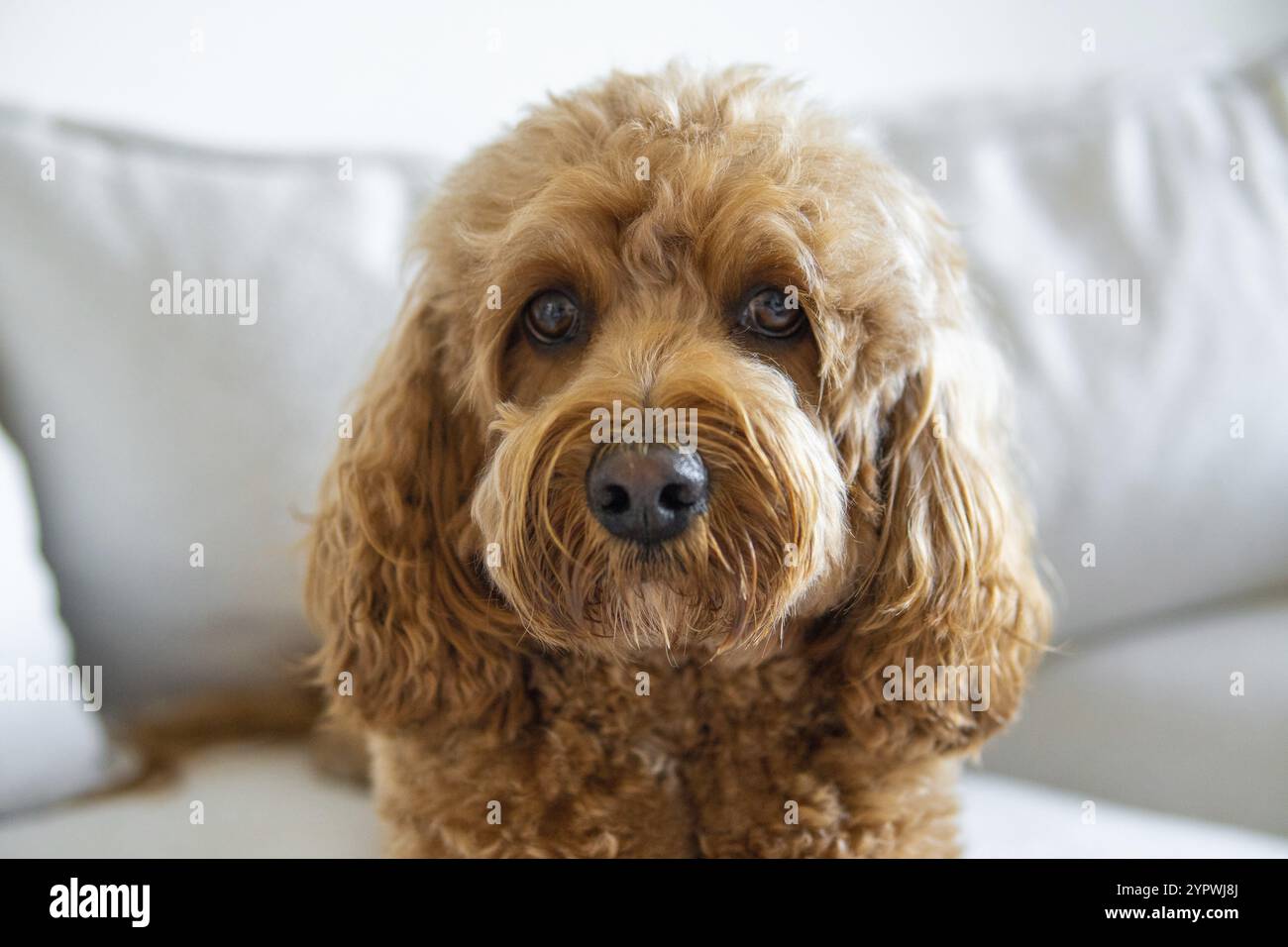 Cane Cavapoo sul divano, razza mista di Cavalier King Charles Spaniel e Poodle Foto Stock