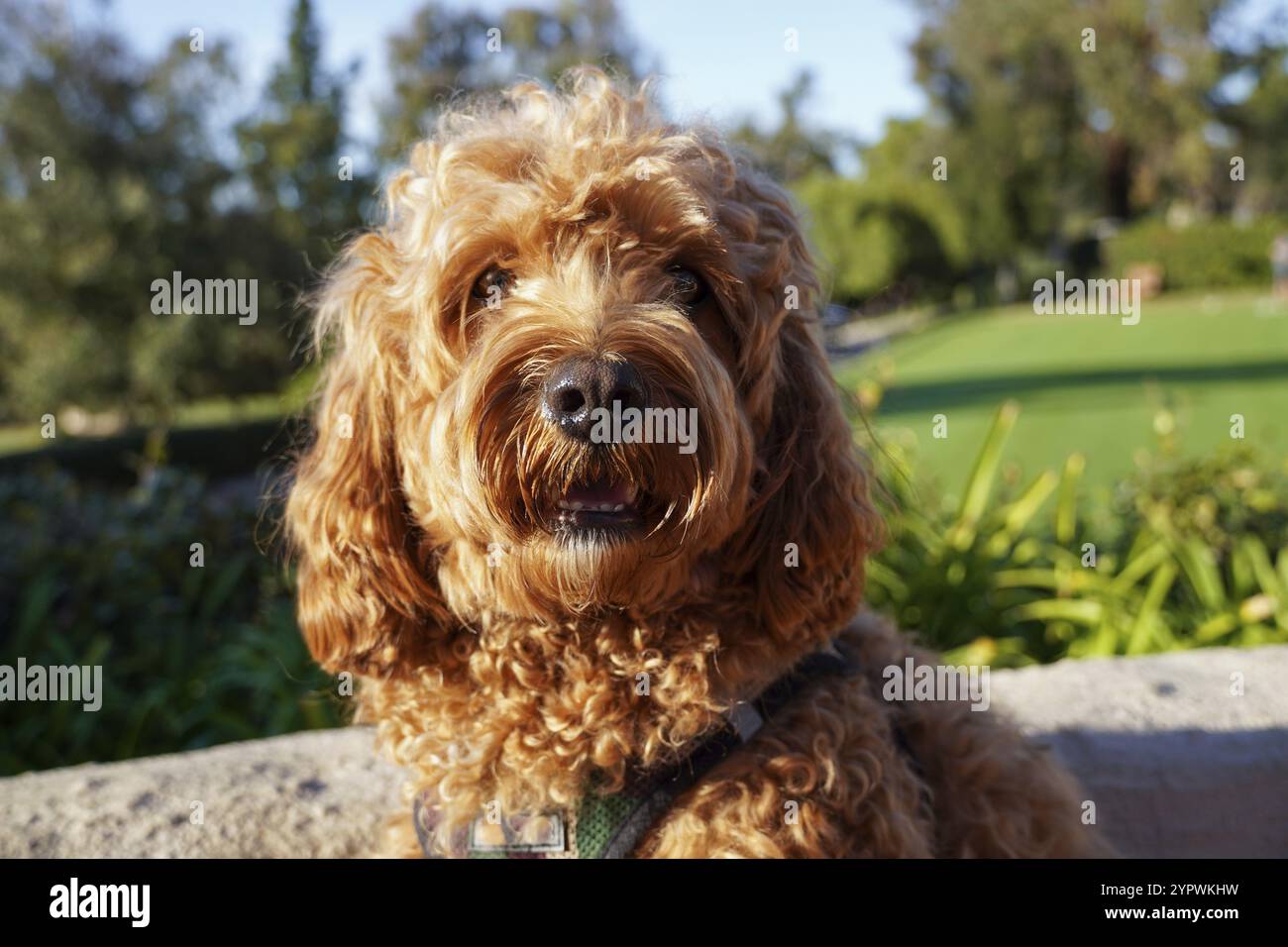 Cane Cavapoo che riposa al sole al parco, razza mista di Cavalier King Charles Spaniel e Poodle Foto Stock