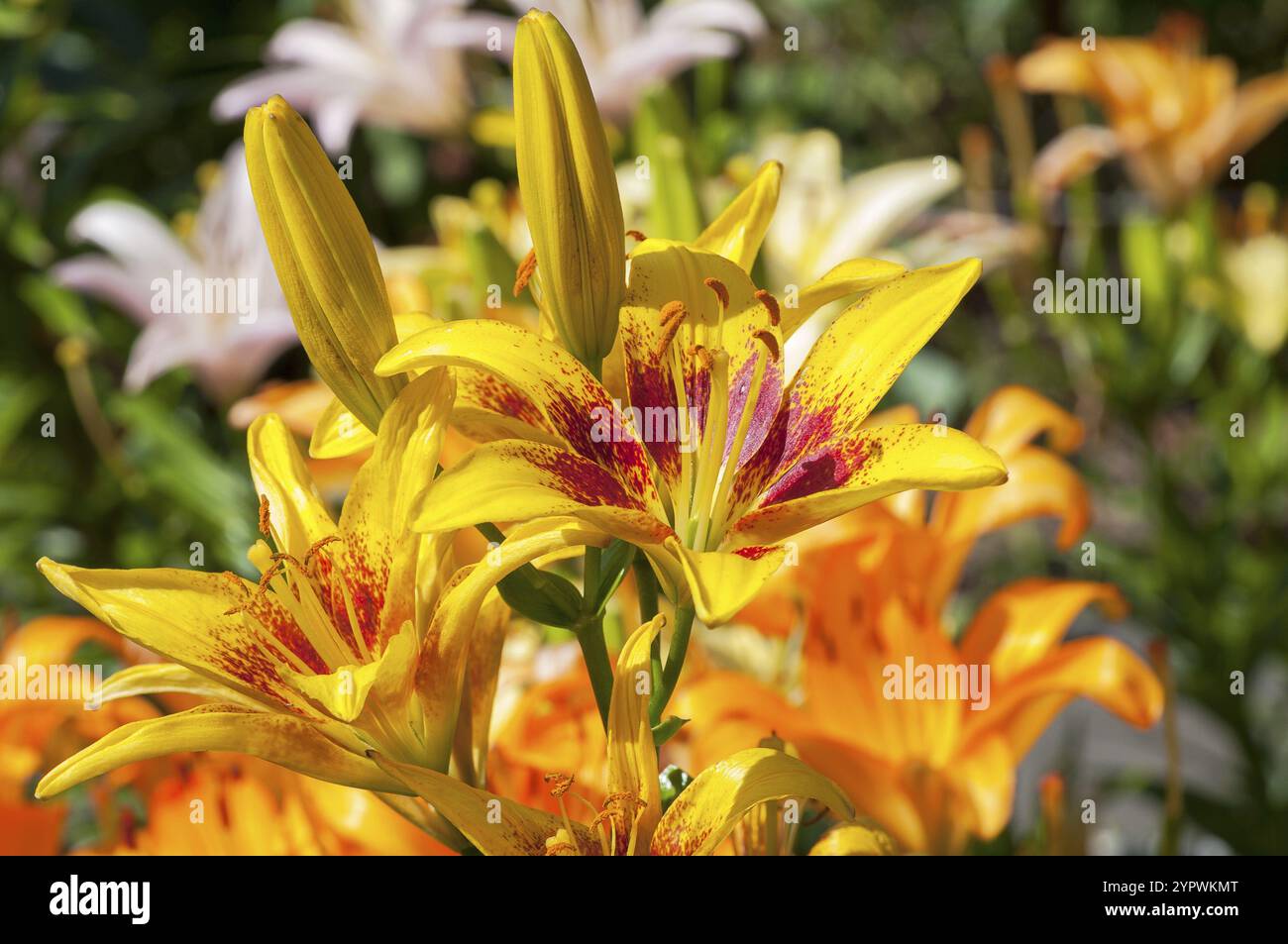 Bellissimi gigli fioriti sotto il sole estivo Foto Stock