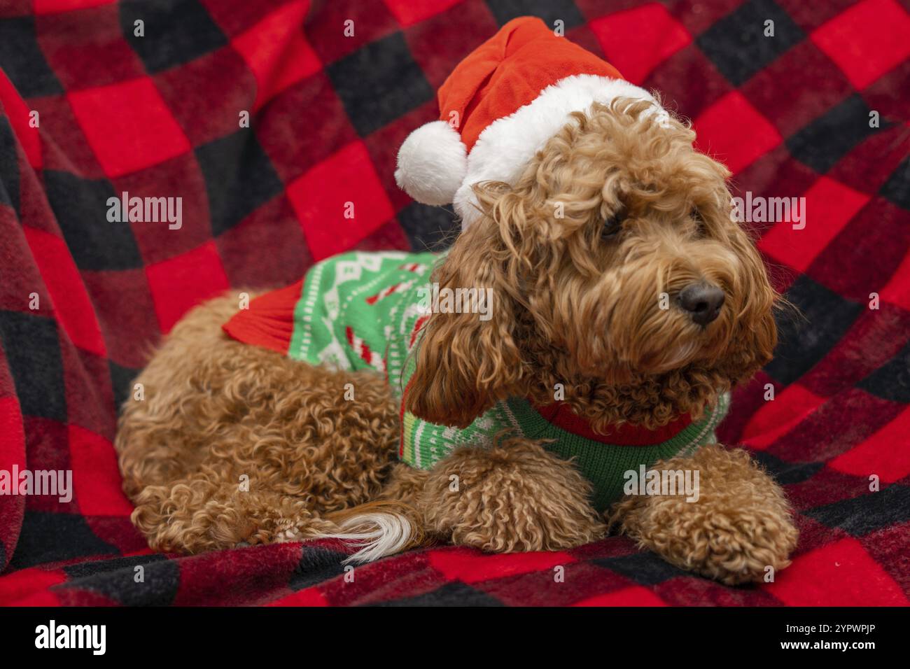 Cane Cavapoo con abiti natalizi, concetto di cane natalizio, razza mista di Cavalier King Charles Spaniel e Poodle Foto Stock