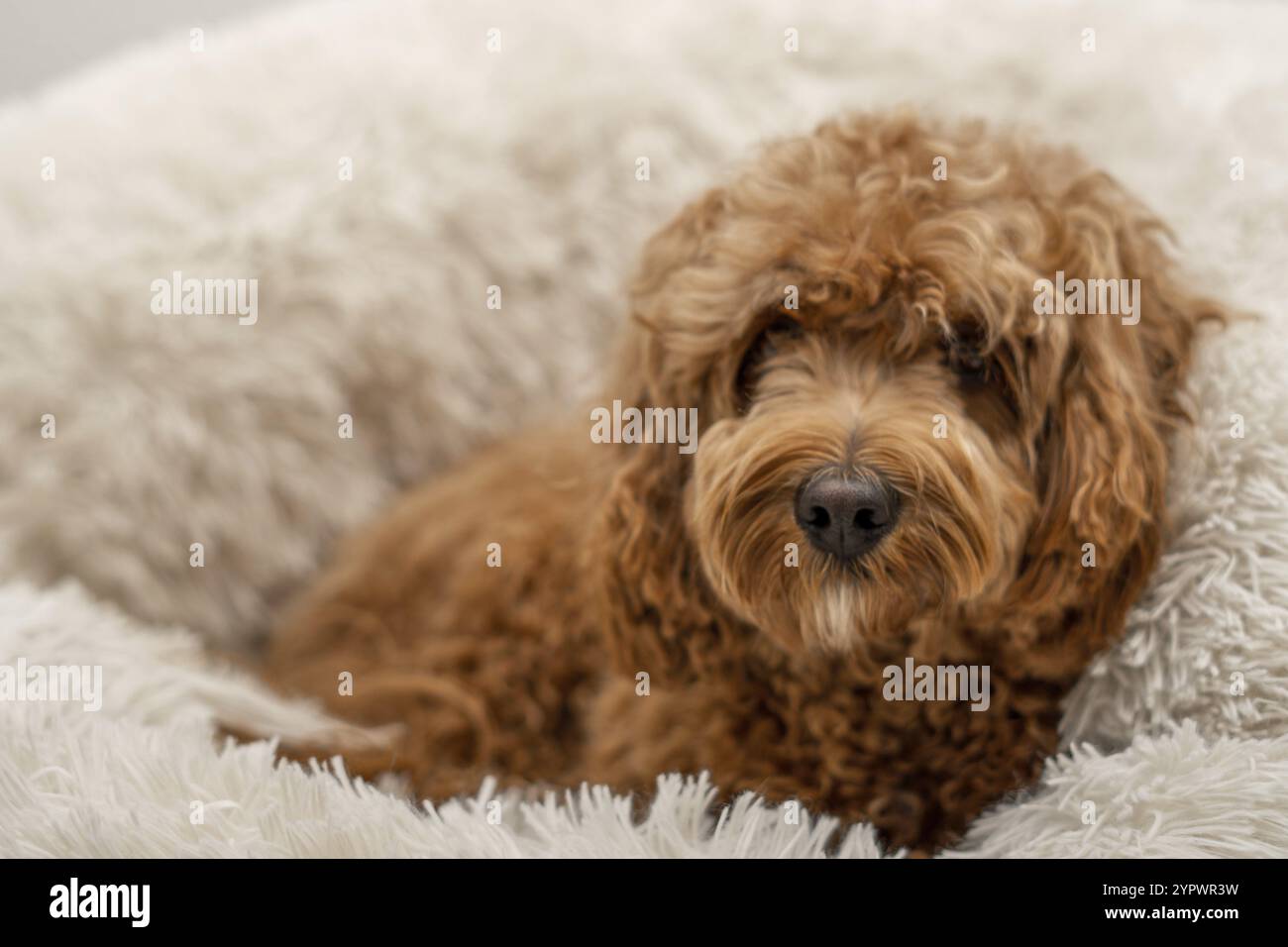 Cane Cavapoo nel suo letto, razza mista di Cavalier Re Carlo Spaniel e Poodle Foto Stock