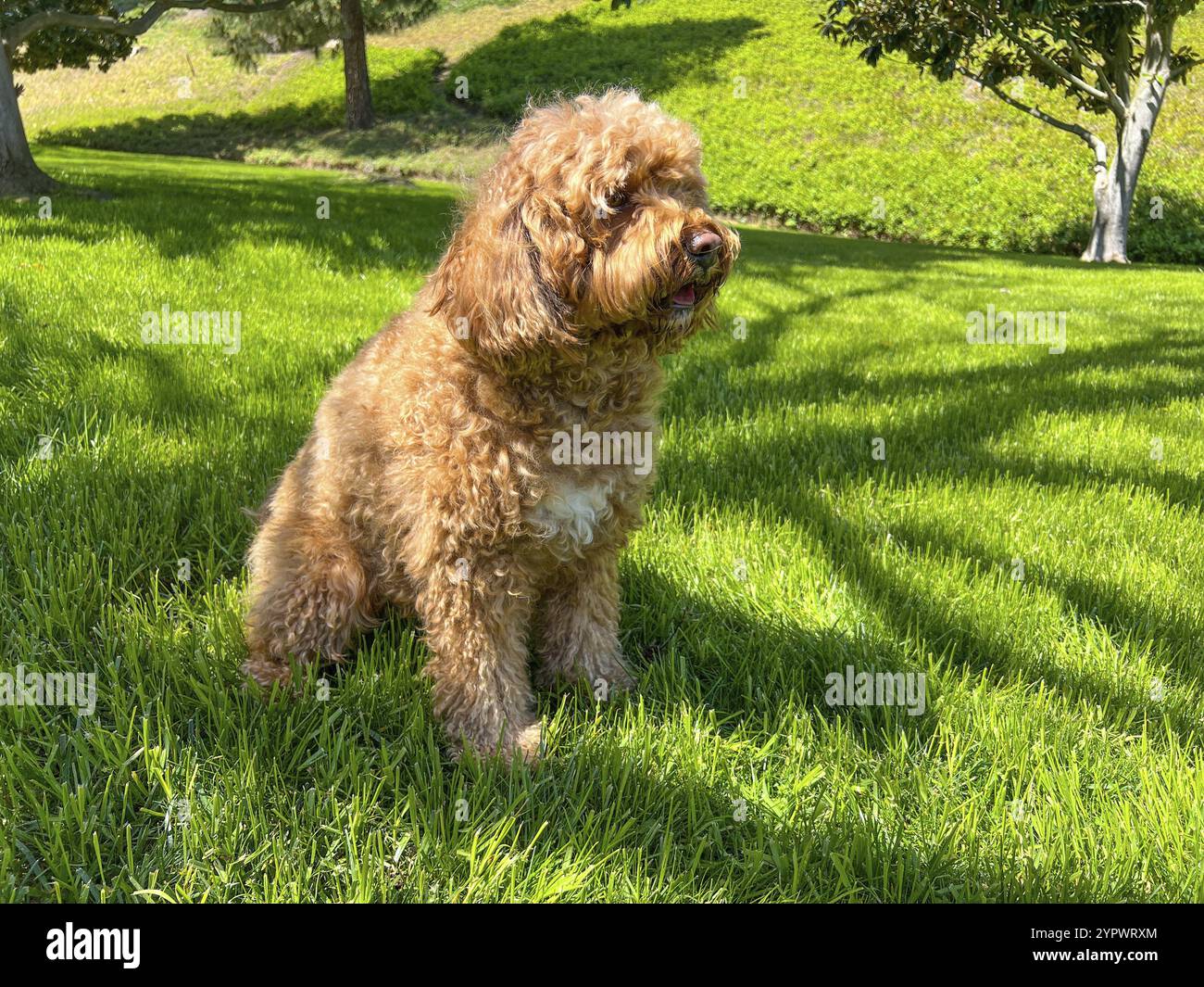 Carino morbido Cavapoo Dog on the Grass in a Park Foto Stock